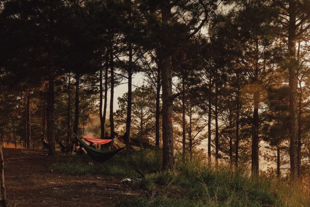 a hammock strung between trees